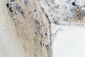 Why You Should Choose Our Mold Remediation Services in Wilber, NE